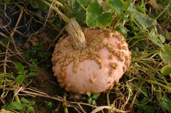 Peanut Pumpkin Vegetable Seed Online Sale