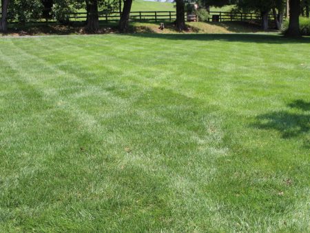 Lawn Consultation Service Hot on Sale