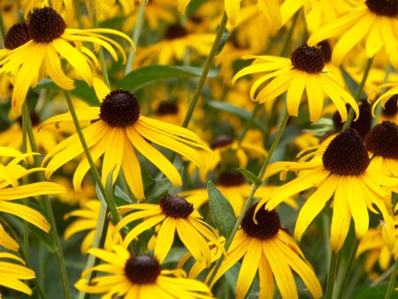 Black-Eyed Susan Flower Seed Discount