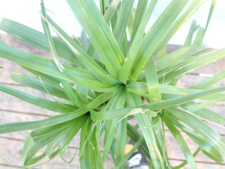 ponytail palm || beaucarnea recurvata Hot on Sale