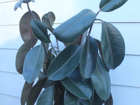 rubber tree || ficus elastica For Sale