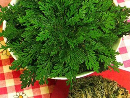 Rose of Jericho Sale