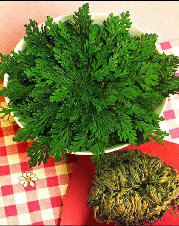 Rose of Jericho Sale