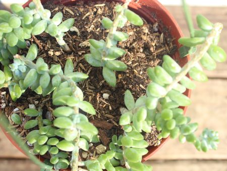 burros tail || sedum morganianum Online Sale