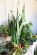 green snake || sansvieria zetylanica Sale