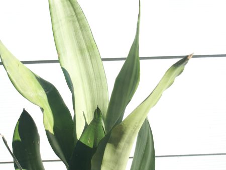 moonshine snake || sansevieria Online Sale