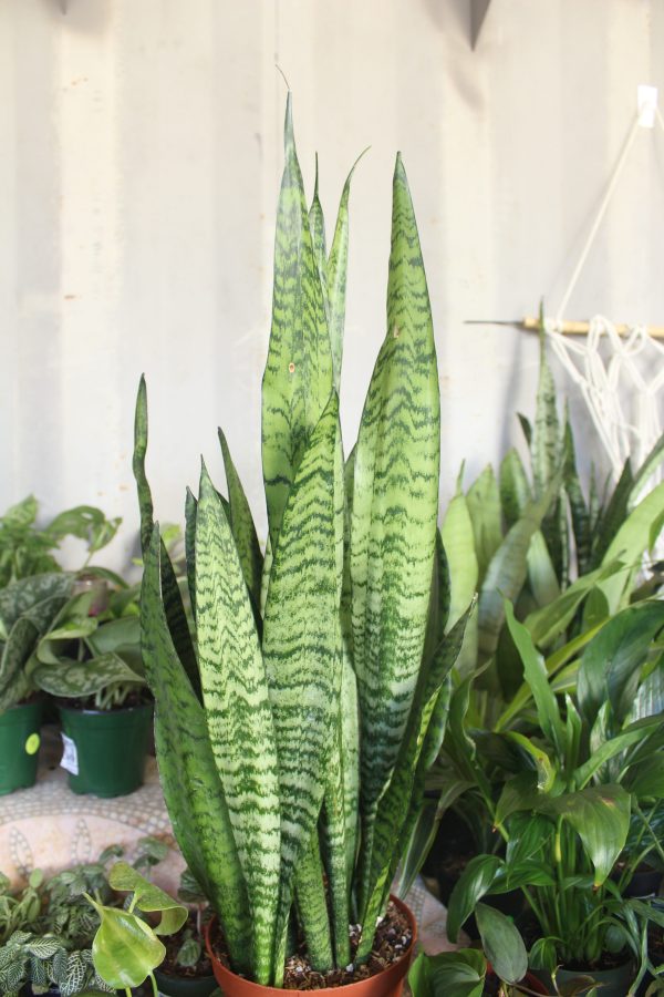 green snake || sansvieria zetylanica Sale