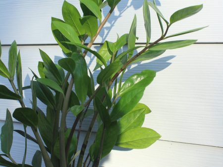 zz || zamioculcas zamiifolia Supply