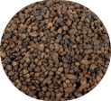 Cardomom Seeds Hot on Sale